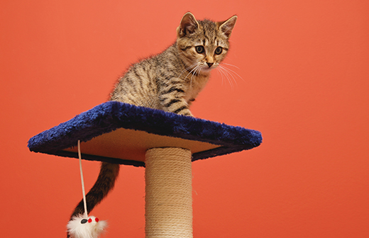 Arbre à chat : Pourquoi en acheter et comment le choisir ? Arbre à chat : Pourquoi en acheter et comment le choisir ?